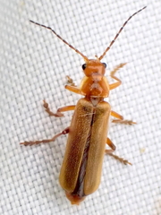 Cantharis pallida