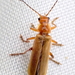 Cantharis pallida - Photo (c) M Funnell, some rights reserved (CC BY-NC), uploaded by M Funnell