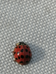Harmonia axyridis