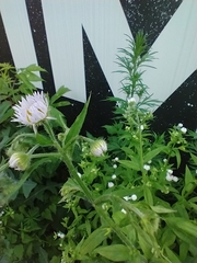 Erigeron annuus