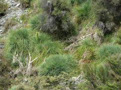 Aciphylla glaucescens