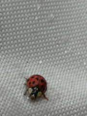 Harmonia axyridis