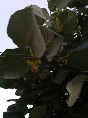 Tilia dasystyla caucasica