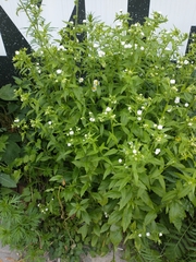 Erigeron annuus