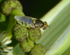 Hedriodiscus vertebratus