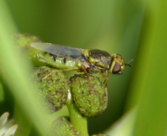 Hedriodiscus vertebratus