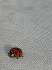 Harmonia axyridis