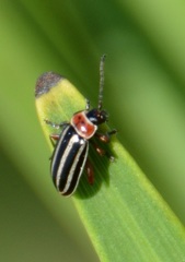 Disonycha procera