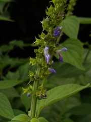 Salvia xalapensis