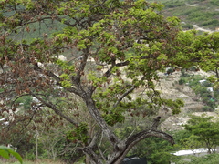 Lonchocarpus rugosus