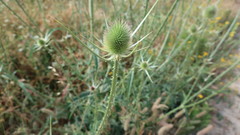 Dipsacus comosus