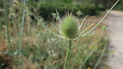 Dipsacus comosus