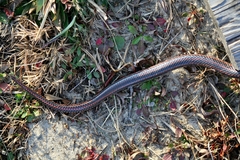 Farancia erytrogramma erytrogramma