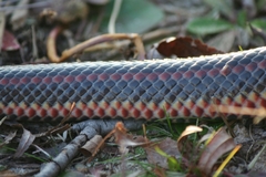 Farancia erytrogramma erytrogramma