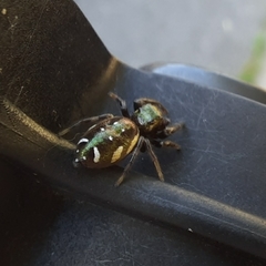 Paraphidippus aurantius