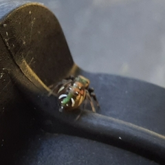 Paraphidippus aurantius