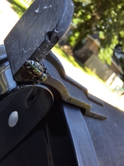 Paraphidippus aurantius