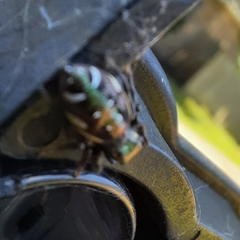 Paraphidippus aurantius