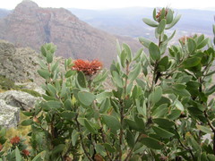 Protea punctata