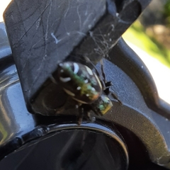 Paraphidippus aurantius