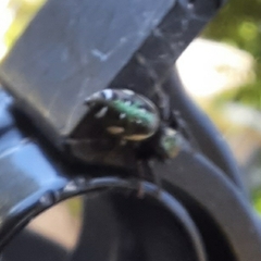 Paraphidippus aurantius