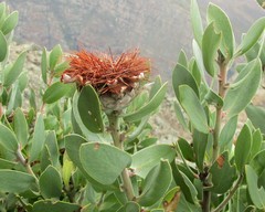 Protea punctata