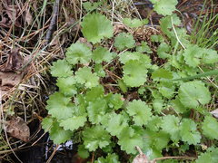 Micranthes nelsoniana aestivalis