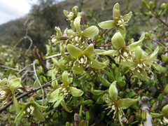 Clematis marata