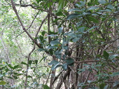 Psychotria capensis capensis