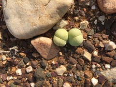 Gibbaeum heathii