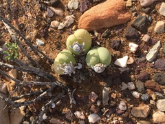 Gibbaeum heathii