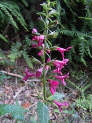 Stachys thunbergii