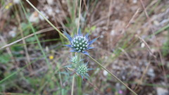 Eryngium dilatatum