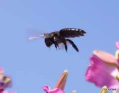 Xylocopa sonorina