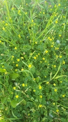 Medicago lupulina