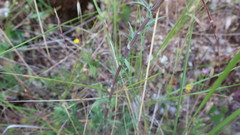 Eryngium dilatatum