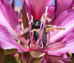 Xylocopa sonorina