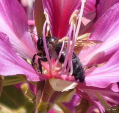 Xylocopa sonorina