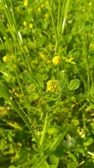 Medicago lupulina