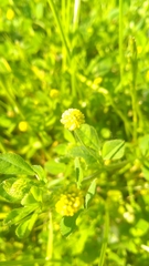 Medicago lupulina