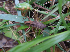 Alfredectes semiaeneus