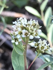 Comandra umbellata californica