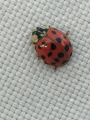 Harmonia axyridis