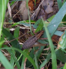 Alfredectes semiaeneus