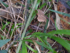 Alfredectes semiaeneus