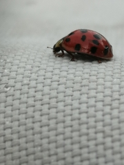 Harmonia axyridis