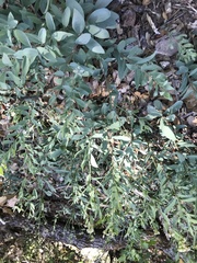 Comandra umbellata californica