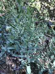 Comandra umbellata californica