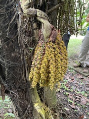 Caryota mitis