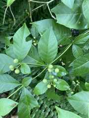 Rauvolfia tetraphylla